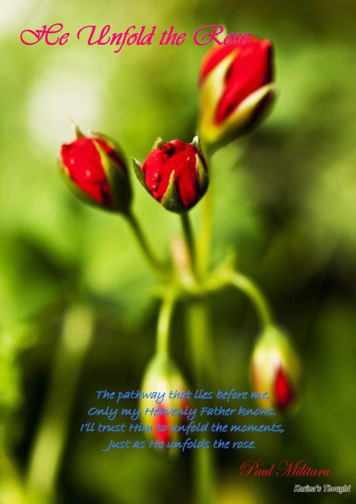 HE UNFOLD THE ROSE -Karina's Thought- Paul Militaru